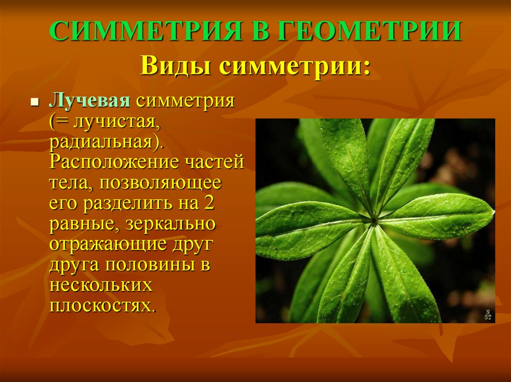 Что такое лучевая симметрия. Лучевая симметрия. Виды симметрии в геометрии. Лучевая симметрия геометрия. Симметрия виды симметрии в геометрии.