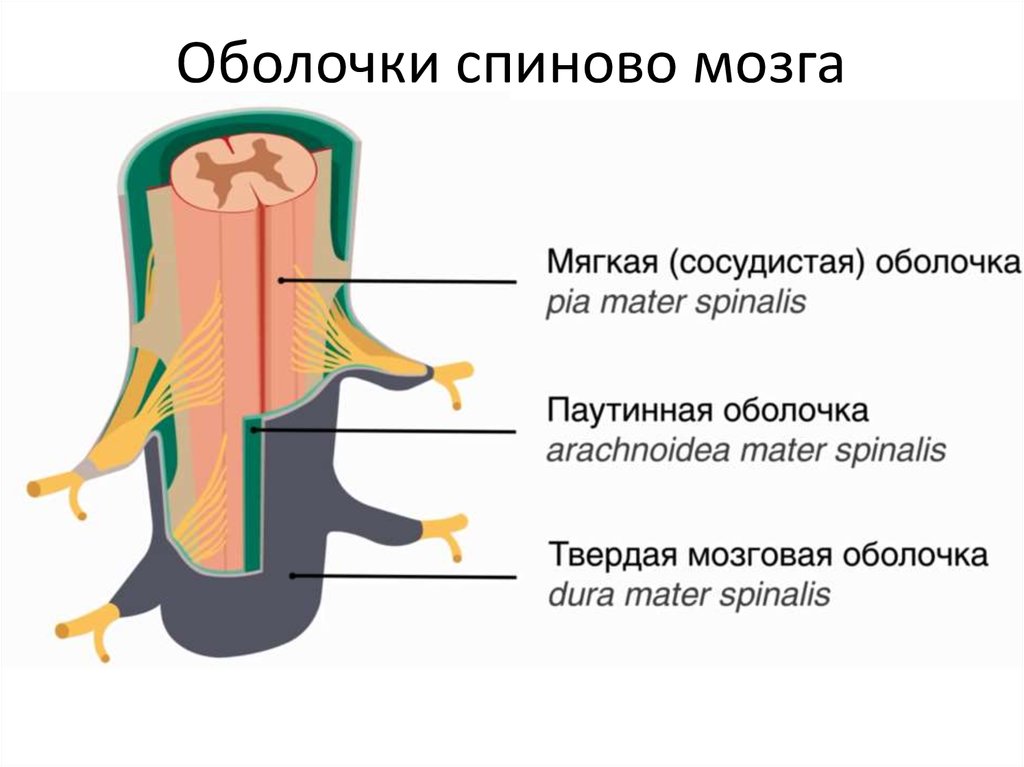 Схема оболочек спинного мозга