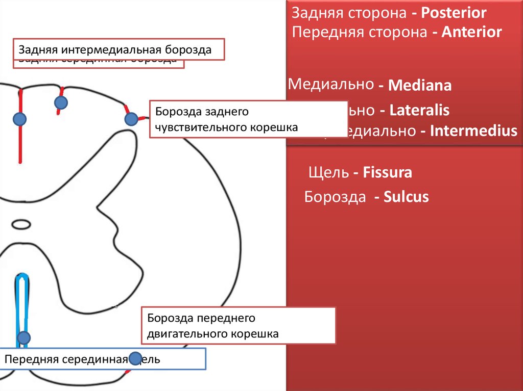 Донорство спинного мозга. Интеллект карта спинной мозг. Спинной мозг картинки.