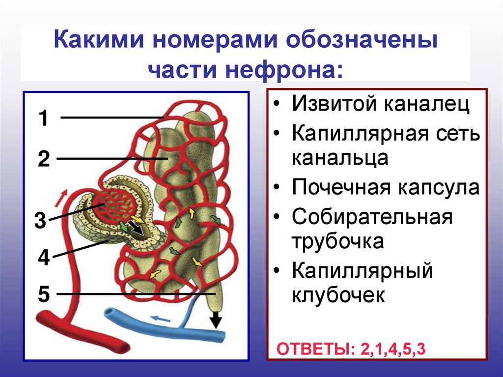 Каналец нефрона на рисунке