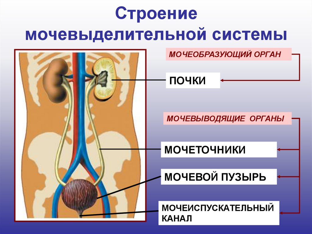 Краткая схема органов мочевыделения