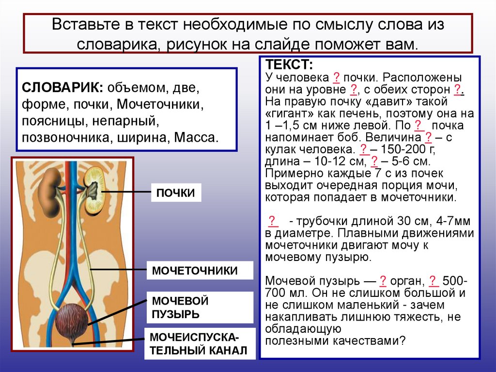 Выделительная система почки презентация