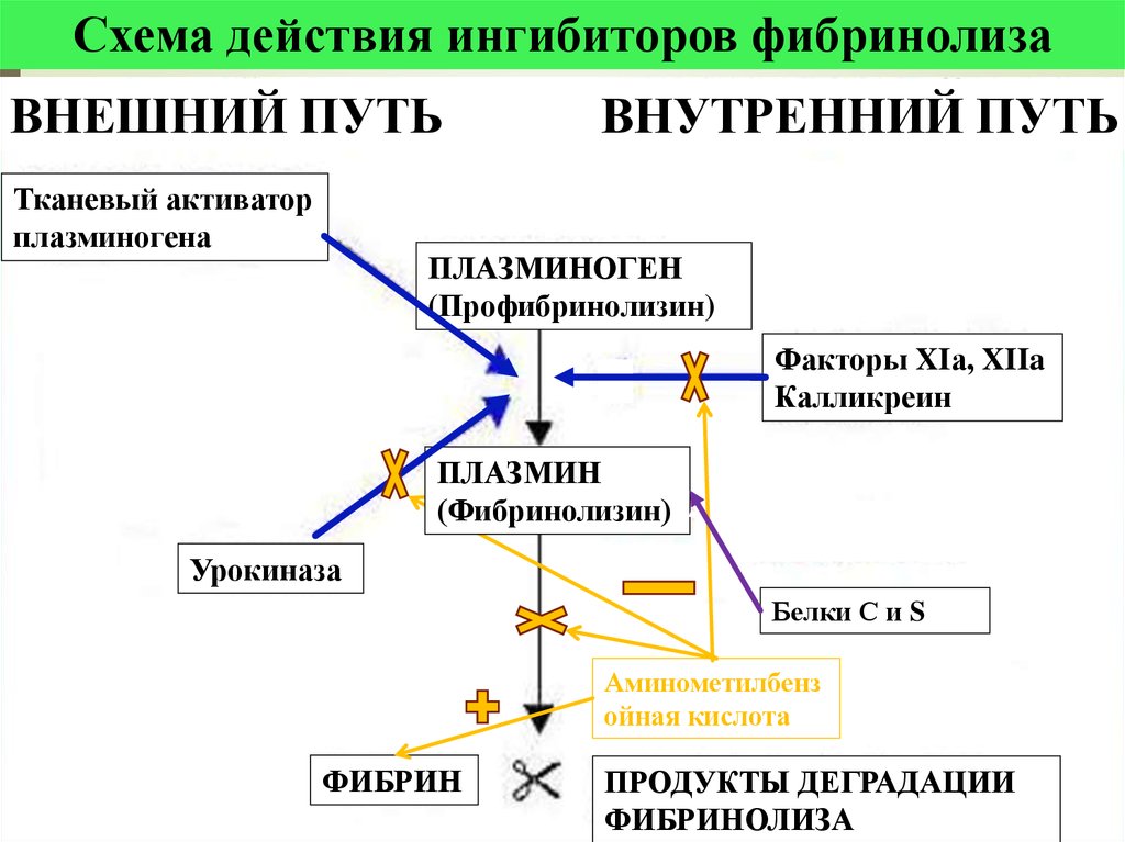 Действие транзитов. Механизмы активации фибринолиза. Схема активации плазминогена. Внешний и внутренний механизм фибринолиза.. Схему механизма фибринолиза.