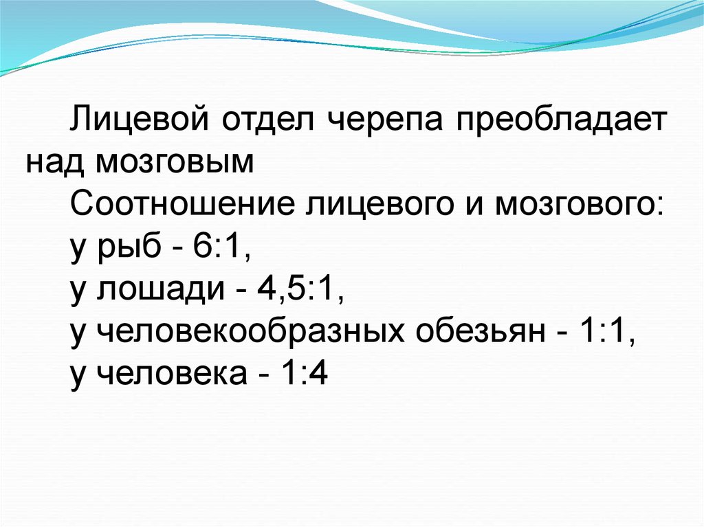 Мозговой отдел преобладал над лицевым