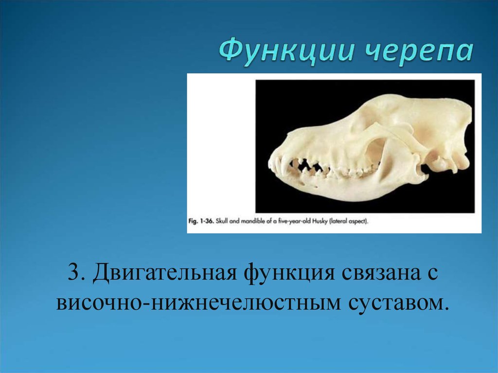 Полость содержать. Функции черепа.