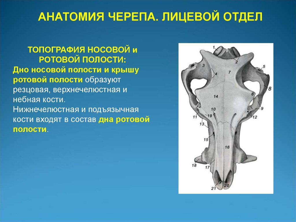 Лицевой отдел черепа. Кости лицевого отдела. Кости лицевого отдела черепа. Лицевой отдел черепа образован костями. К лицевому отделу черепа относятся кости.