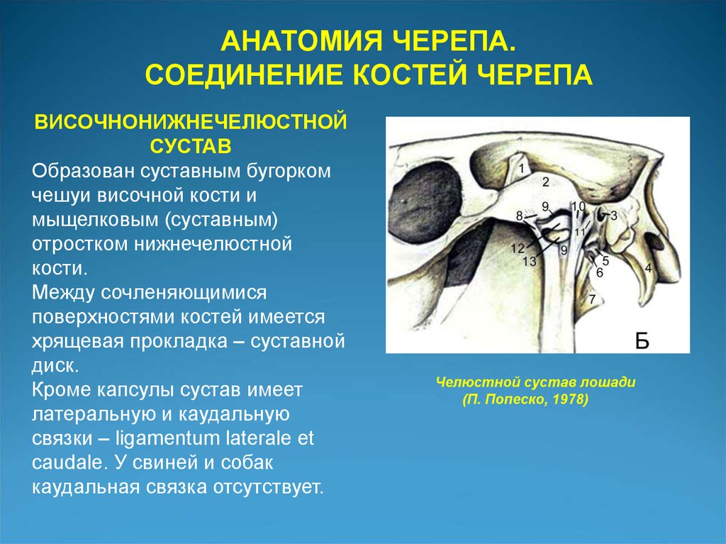 Соединение нижнечелюстной и височных костей. Соединение костей черепа анатомия. Суставы черепа.