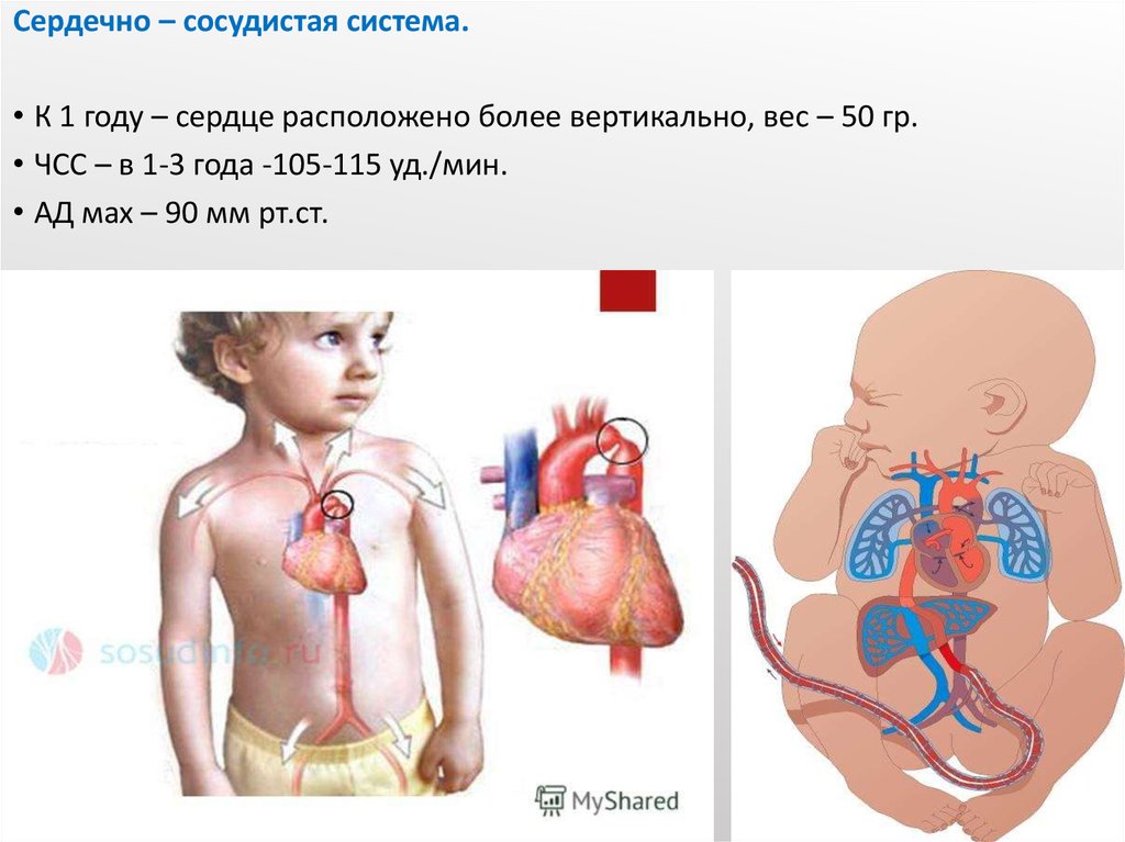 Находится более. ССС У детей грудного возраста. Сердце расположено вертикально. Сердечно сосудистая система 1-3 лет детей. Сердечно сосудистая система грудного возраста.