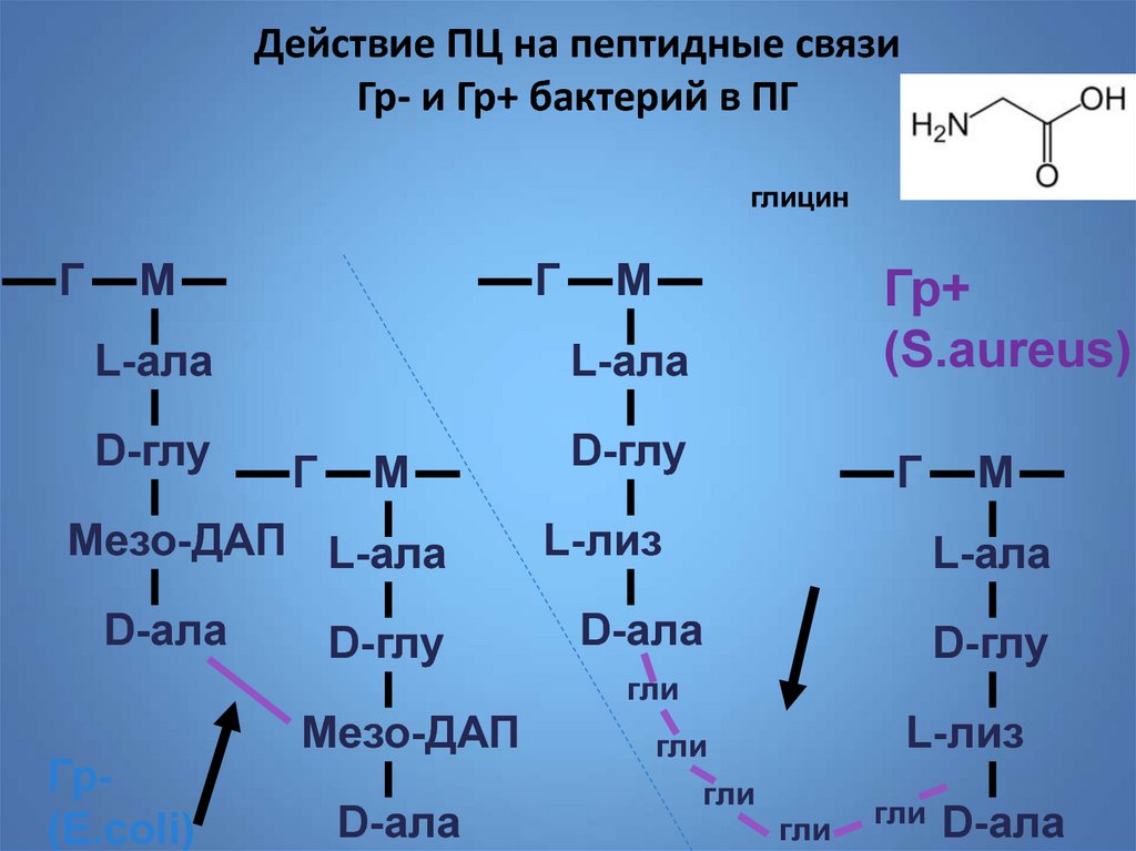 Глу Лиз связь. Глу глу. Пептидные цепи у гликаликса. Ала гли пептид.