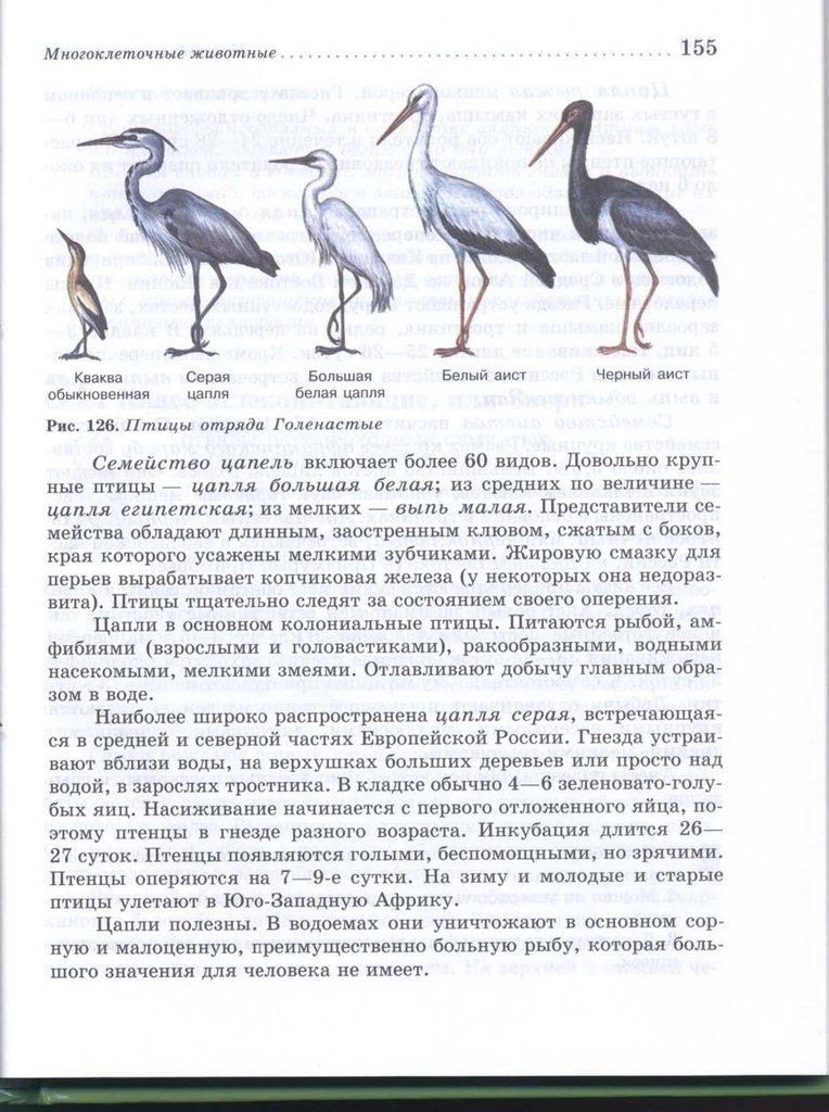 Мальчик и цапля. Голенастые Тип развития птенцов. Особенности размножения цапель таблица. Цапля серая их инкубация. Длительность насиживания серого журавля.