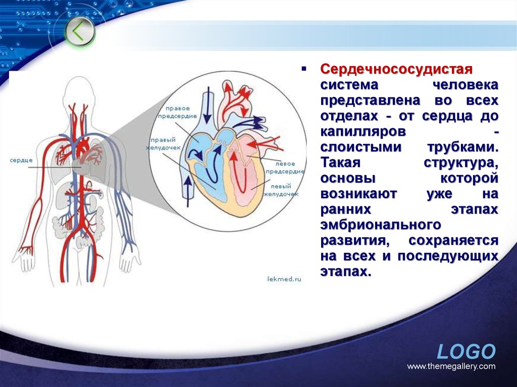 Впервые кровеносная система появляется у