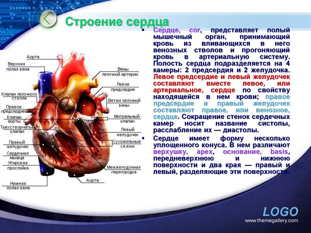 Особенности строения сердца