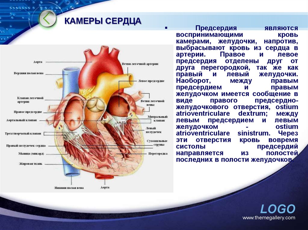 Правое предсердие отделено от правого желудочка. Название перегородки отделяющей предсердия. Строение сердца человека камеры сердца. Строение сердца 4 камеры. Сердце желудочки и предсердия клапаны.