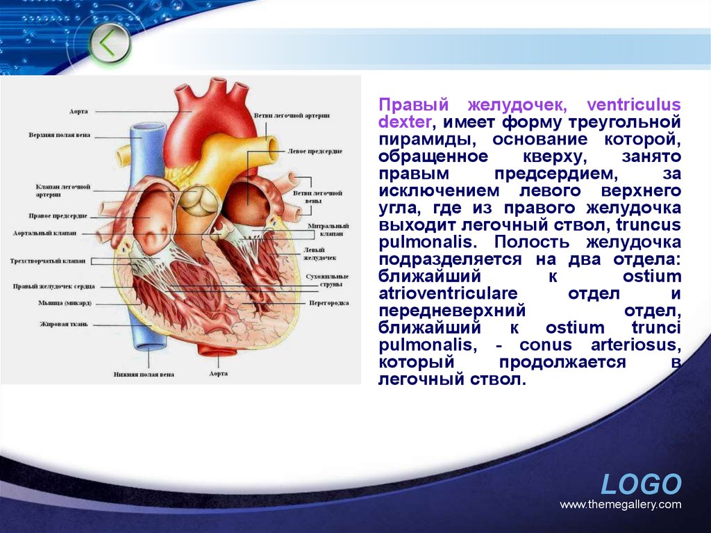 Правое предсердие отделено от правого желудочка. Правый желудочек сердца (ventriculus Dexter):. Выводной отдел правого желудочка. Правый желудочек легочный ствол. Легочный ствол выходит из правого желудочка.