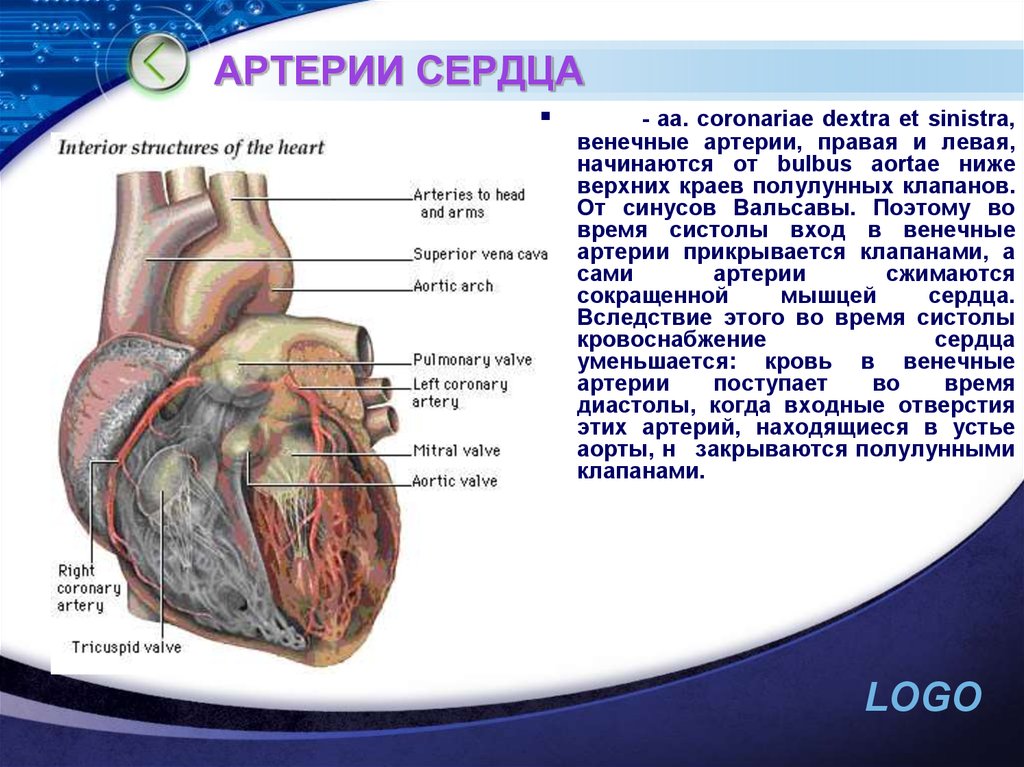 Правая сердечная артерия. Венечные артерии сердца. Правая и левая венечные артерии сердца начинаются от. Венечные артерии сердца начинаются от.