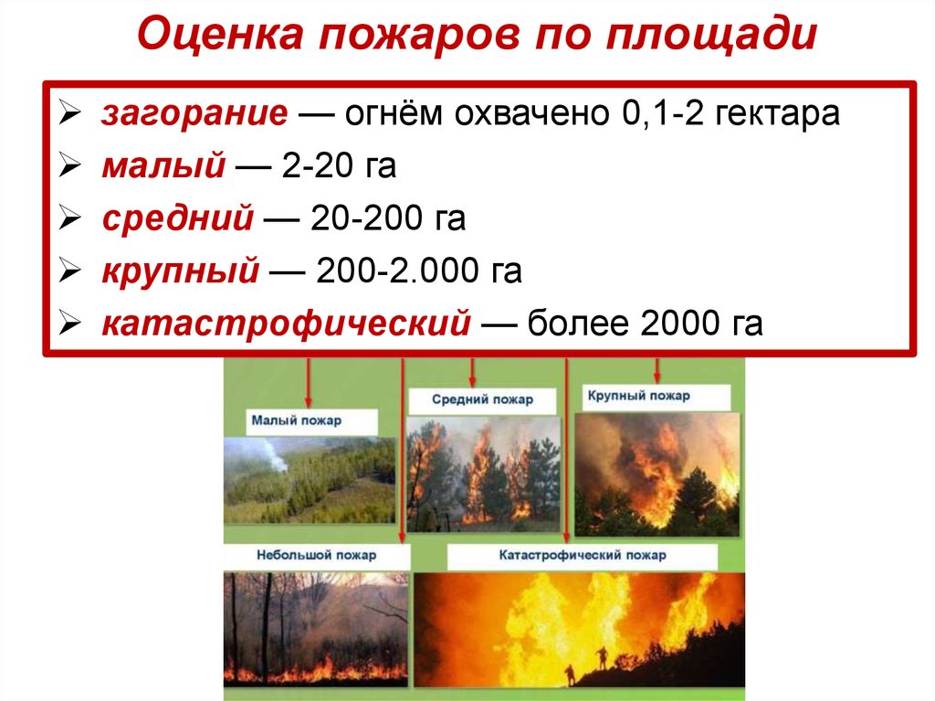 Стадии горения пожара. Классификация лесных пожаров. Классификация лесных пожаров по площади. Размеры пожара. Оценка площади пожара.