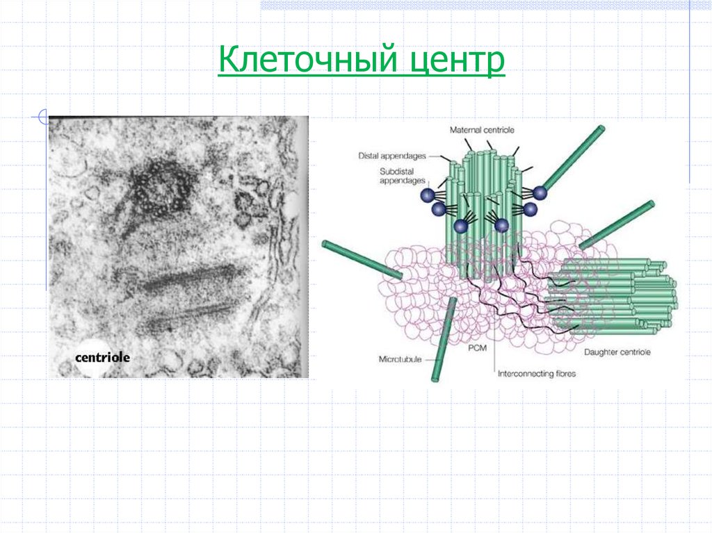 Рисунок клеточного центра. Цитоскелет и клеточный центр. Центриоли цитоскелет. Цитоскелет клетки и клеточный центр. Центросома под микроскопом.