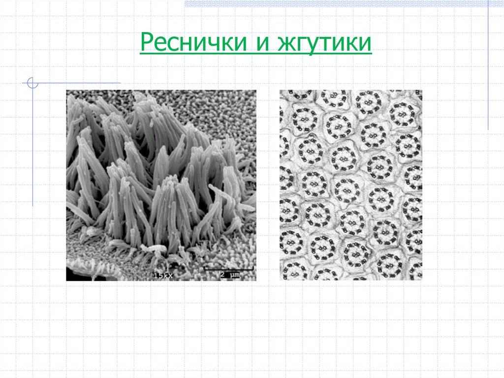 Жгутики и реснички. Реснички и жгутики. Реснички световой микроскоп. Реснички и жгутики под микроскопом. Реснички клетки.