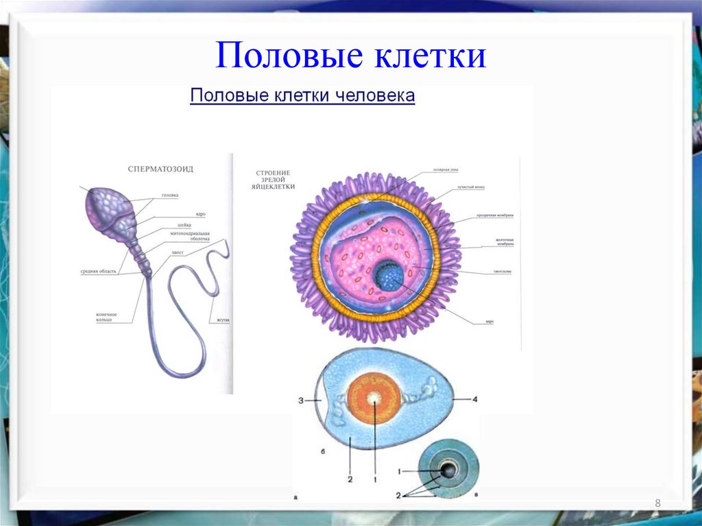 Рисунок мужской половой клетки. Структура мужских половых клеток. Строение яйцеклетки биология 10. Строение половых клеток яйцеклетка и сперматозоид. Женской половой клетки.