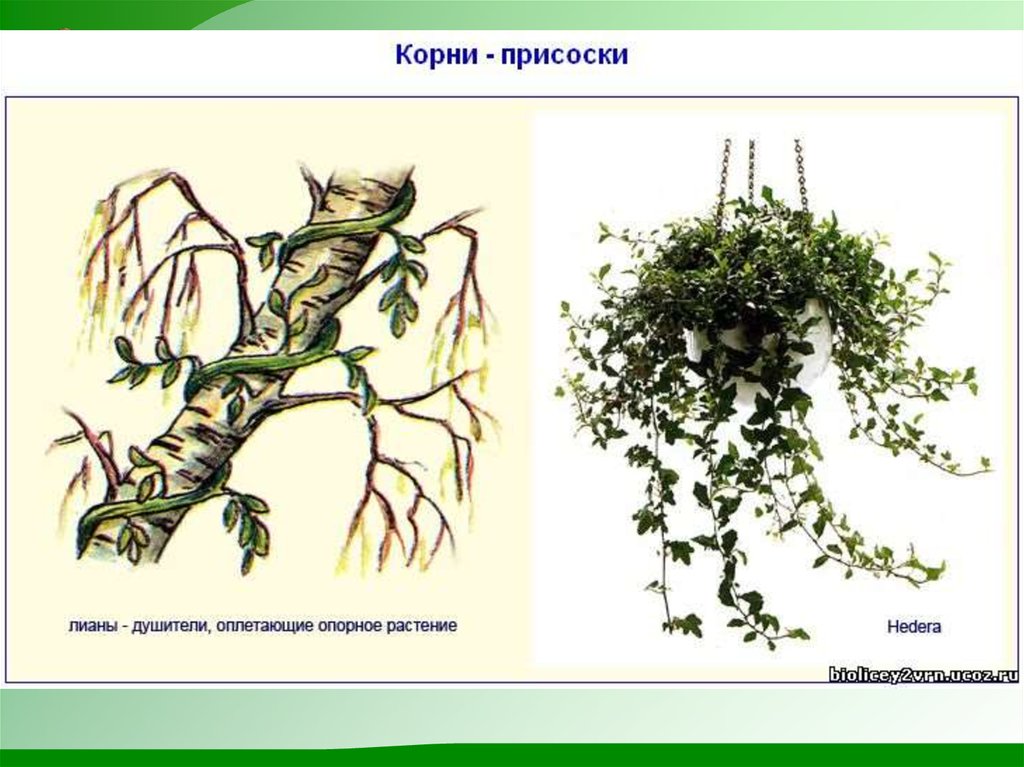 Почему изображенное на рисунке растение к корням которого не поступает воздух имеет угнетенный вид