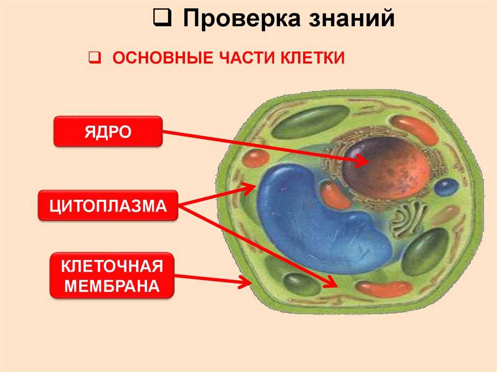 Биология 5 класс рисунок 46