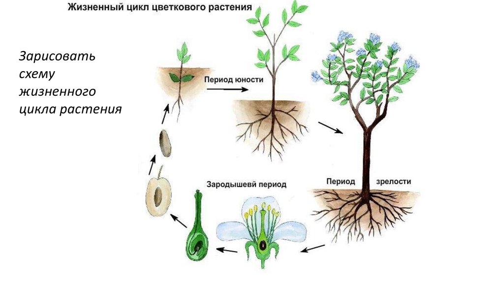 Онтогенез растений презентация