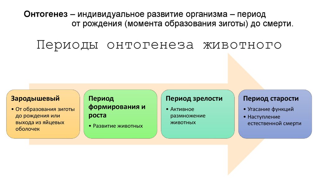 Индивидуальное развитие организма презентация