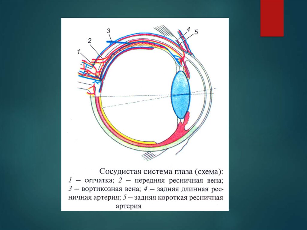 Патология сосудистой оболочки глаза презентация