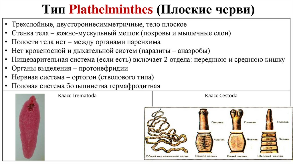 Тип Plathelminthes (Плоские черви)