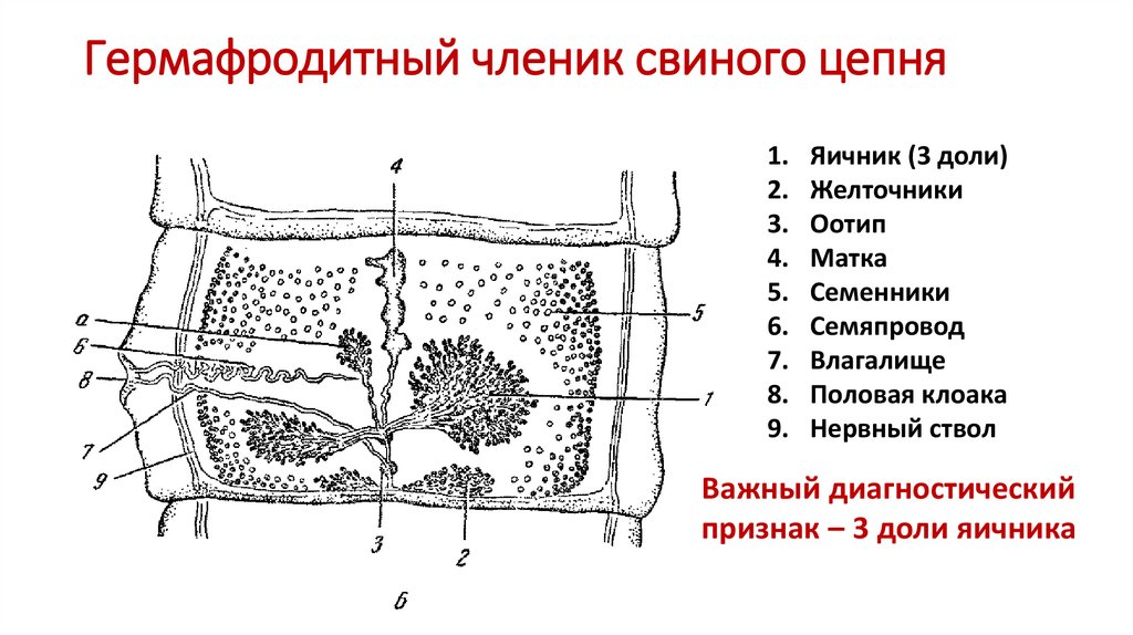 Строение бычьего цепня рисунок с подписями