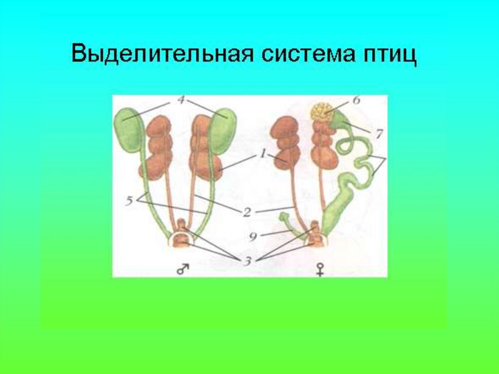 Схема выделительная система птиц