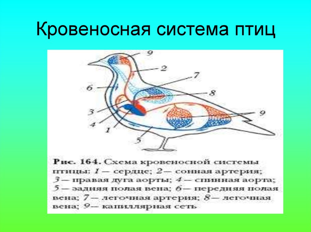 Дополните схему большого круга кровообращения у птиц