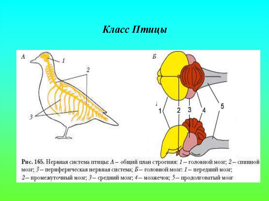 Презентация особенности строения и процессов жизнедеятельности птиц