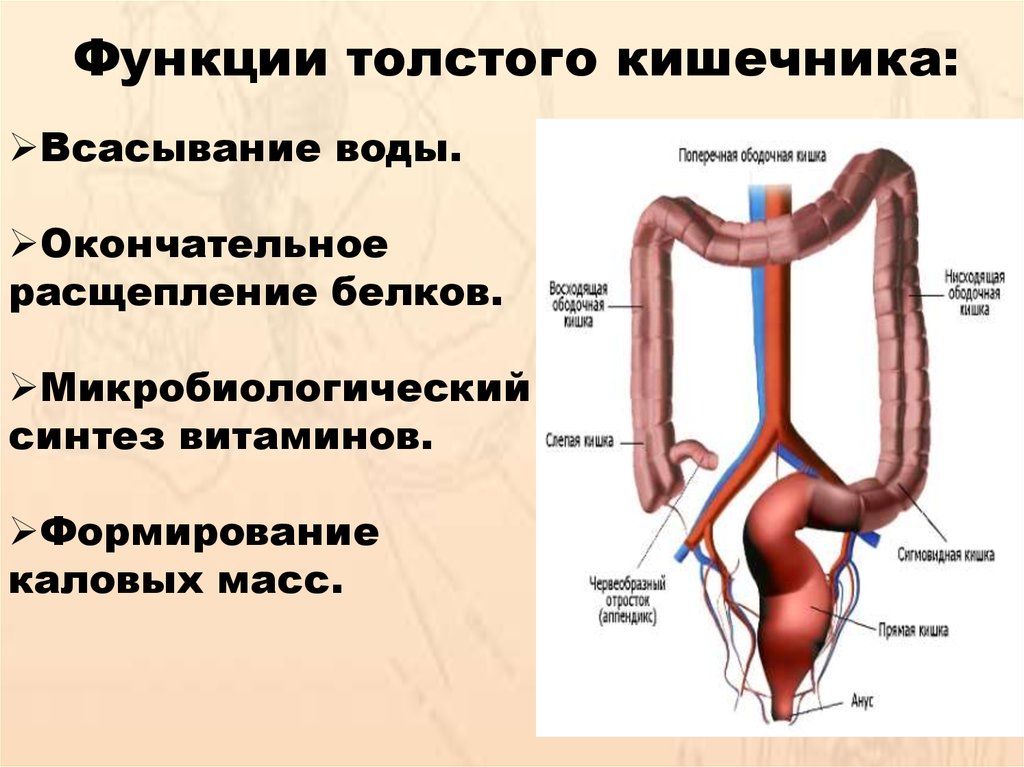 Основные функции кишечника. Экскреторная функция Толстого кишечника. Всасывательная функция Толстого кишечника. Функции тонкого кишечника 8 класс. Функции кишечника 8 класс биология.