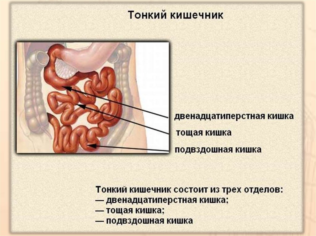 Моторная функция тонкого кишечника