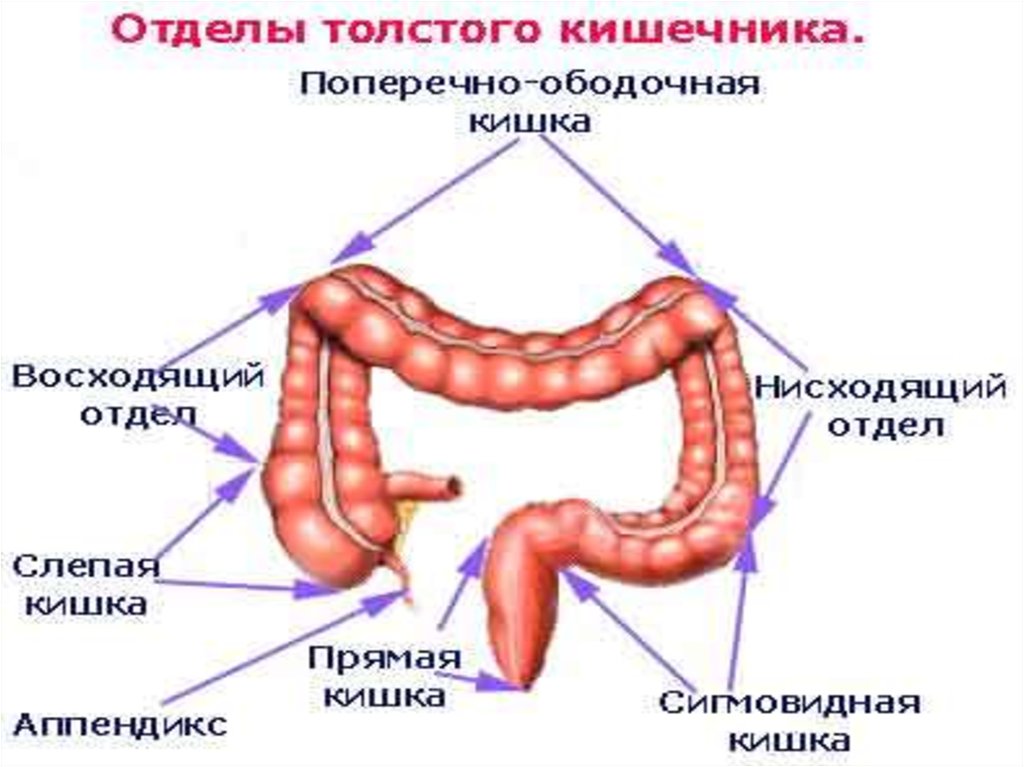 Толстая кишка человека особенности строения. Схема Толстого кишечника человека. Функции Толстого кишечника и тонкого кишечника. Отделы толстой кишки ободочная кишка. Строение Толстого кишечника анатомия.