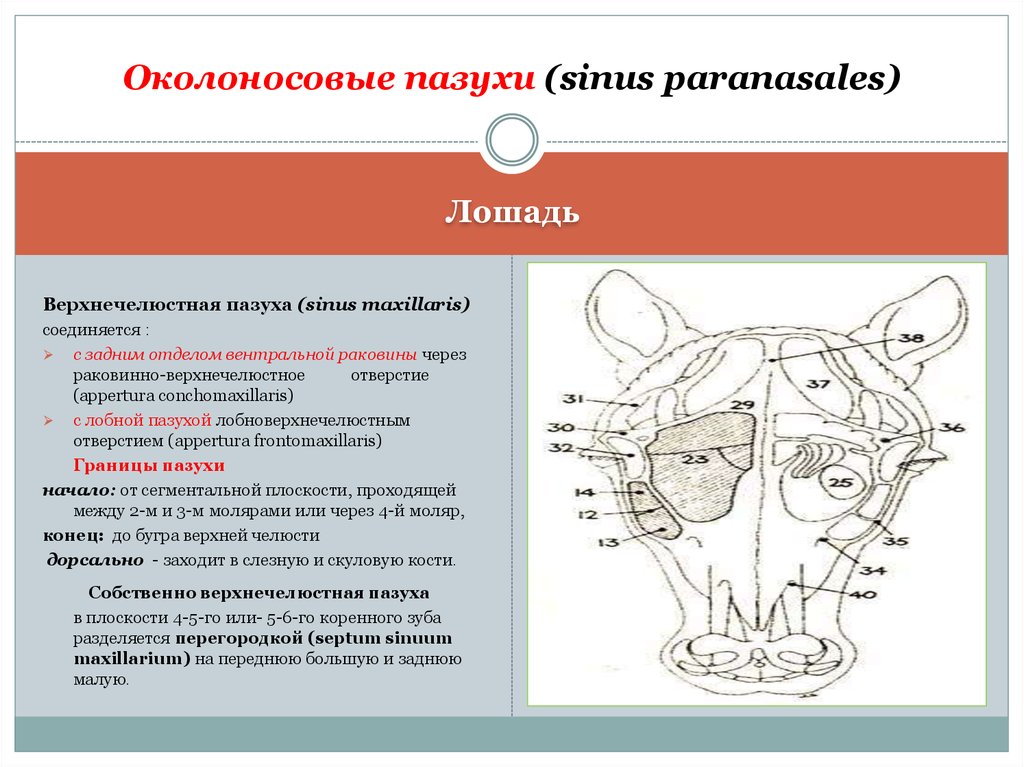 Околоносовые пазухи. Околоносовые пазухи анатомия животных. Анатомия животных околоносовые пазухи строение. Околоносовые пазухи локализация. Гайморова пазуха анатомия животных.