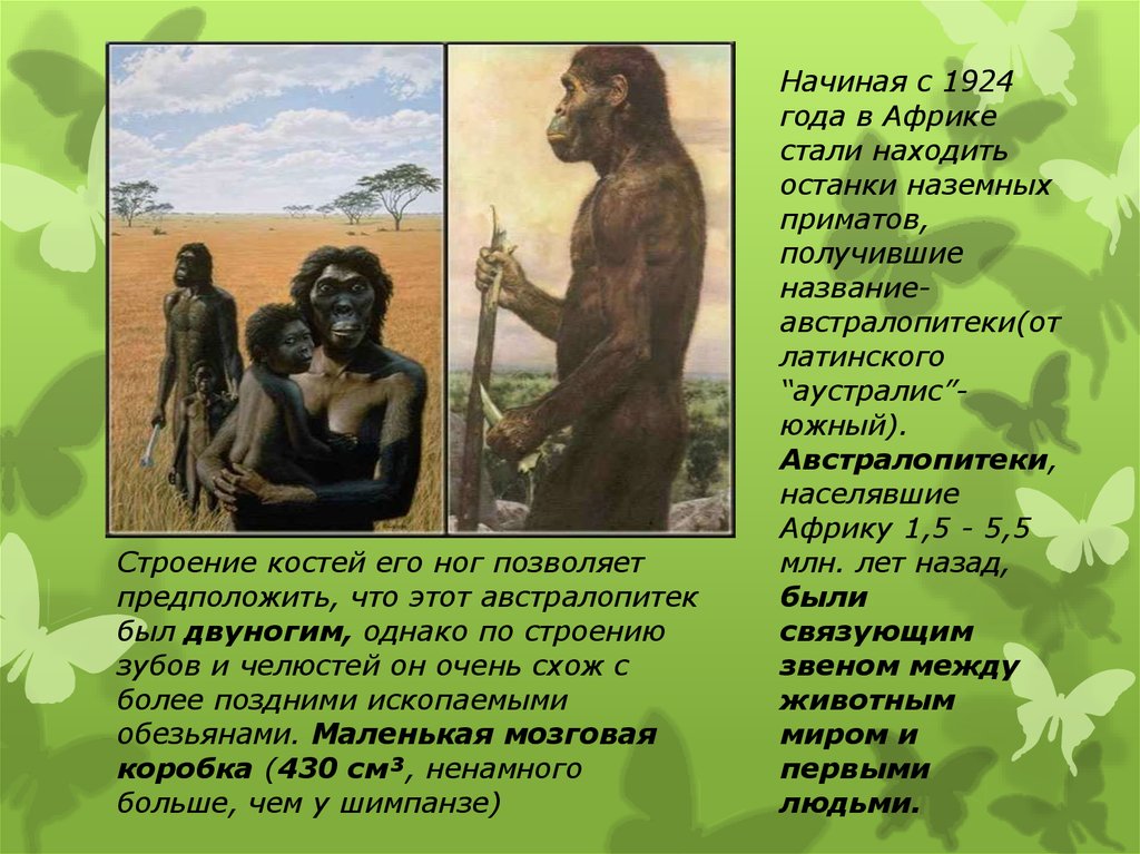 Эволюция человеческой расы. Австралопитек Африканский характеристика. Эволюция человека расы современного человека. Кто был после австралопитеков. Австралопитек Африканский особенности строения.