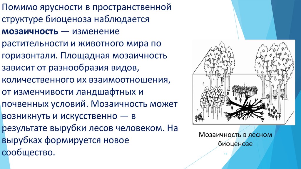 Последовательность появления организмов при формировании биоценоза