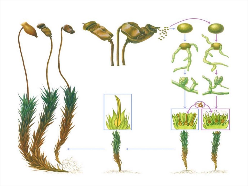 Рисунок жизненный цикл мхов