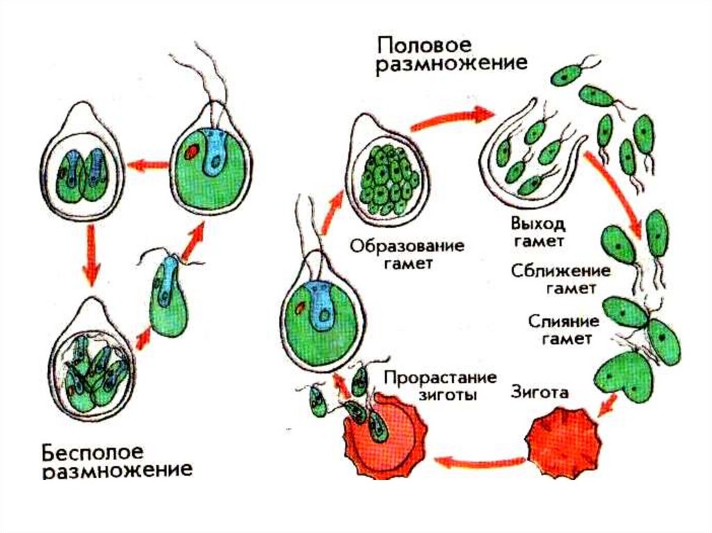 Размножение и развитие низших растений. Размножение одноклеточных водорослей схема. Жизненный цикл бесполое и половое размножение. Цикл развития хламидомонады рисунок. Цикл развития одноклеточных водорослей схема.