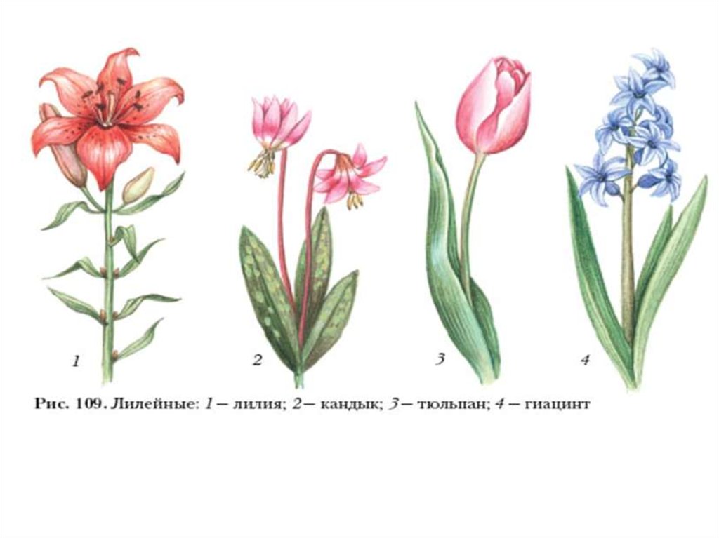 Семейство лилейные картинки