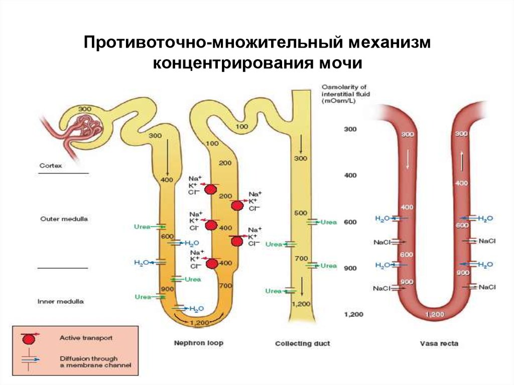 Схема поворотно противоточной множительной системы почек