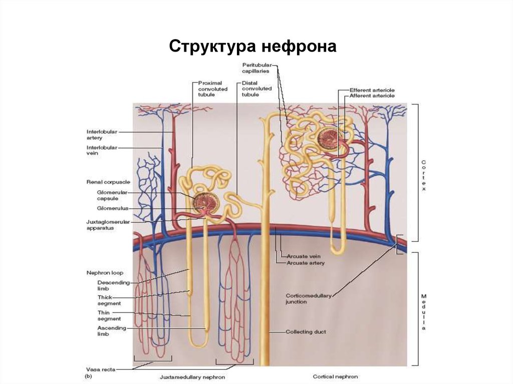 Гистология схема строения нефрона