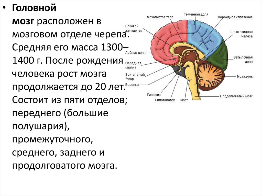 Продолговатый задний средний отделы головного мозга. Отделы головного мозга и желудочки. Головной мозг расположение отделы и части. Нервные центры и отделы головного мозга