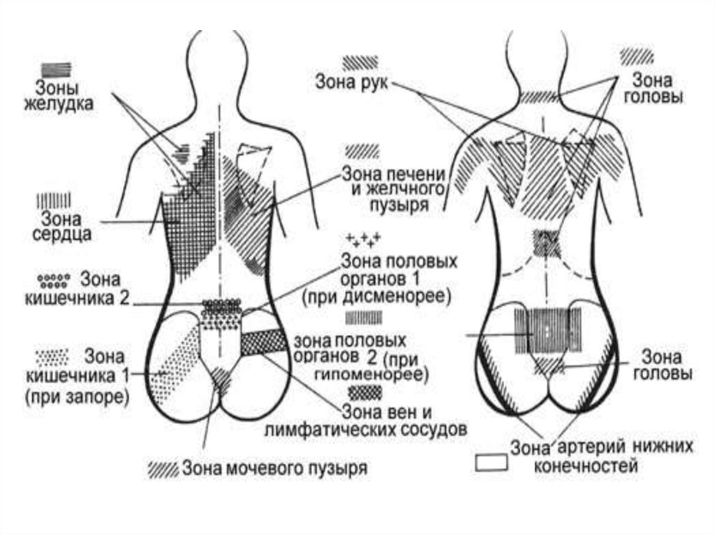 Зоны руки. Все зоны полов человека.