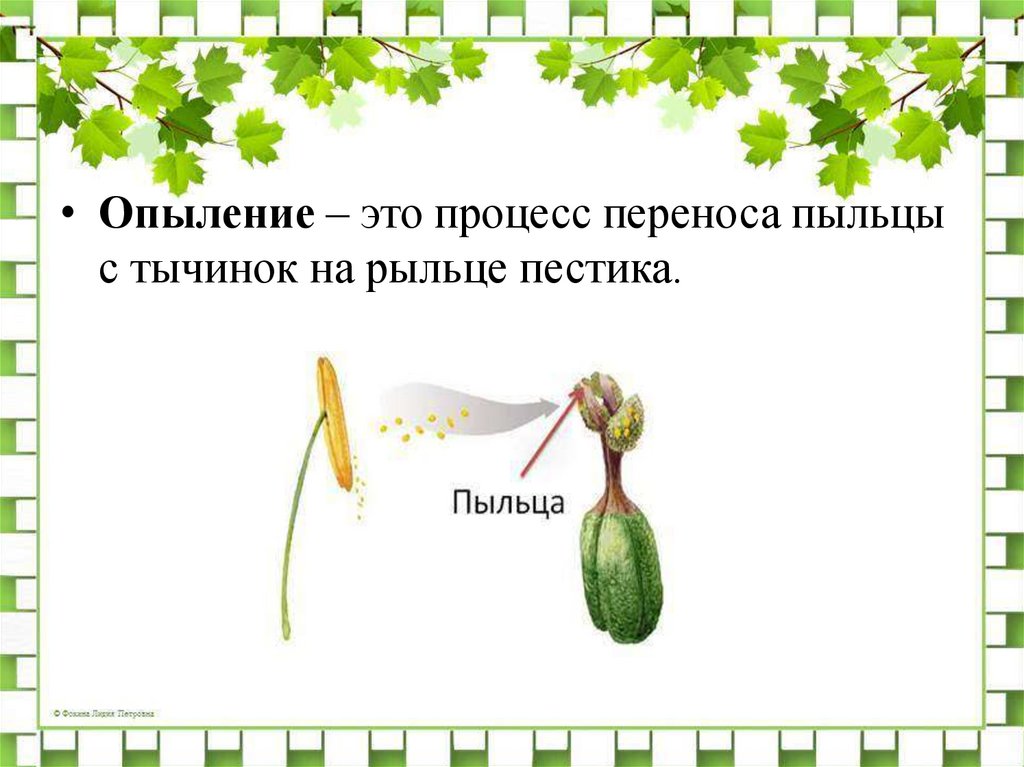 Размножение растений плешаков 3 класс. Опыление. Опыление это процесс переноса пыльцы с тычинок на. Процесс переноса пыльцы с тычинок на рыльце пестика. Пыление.