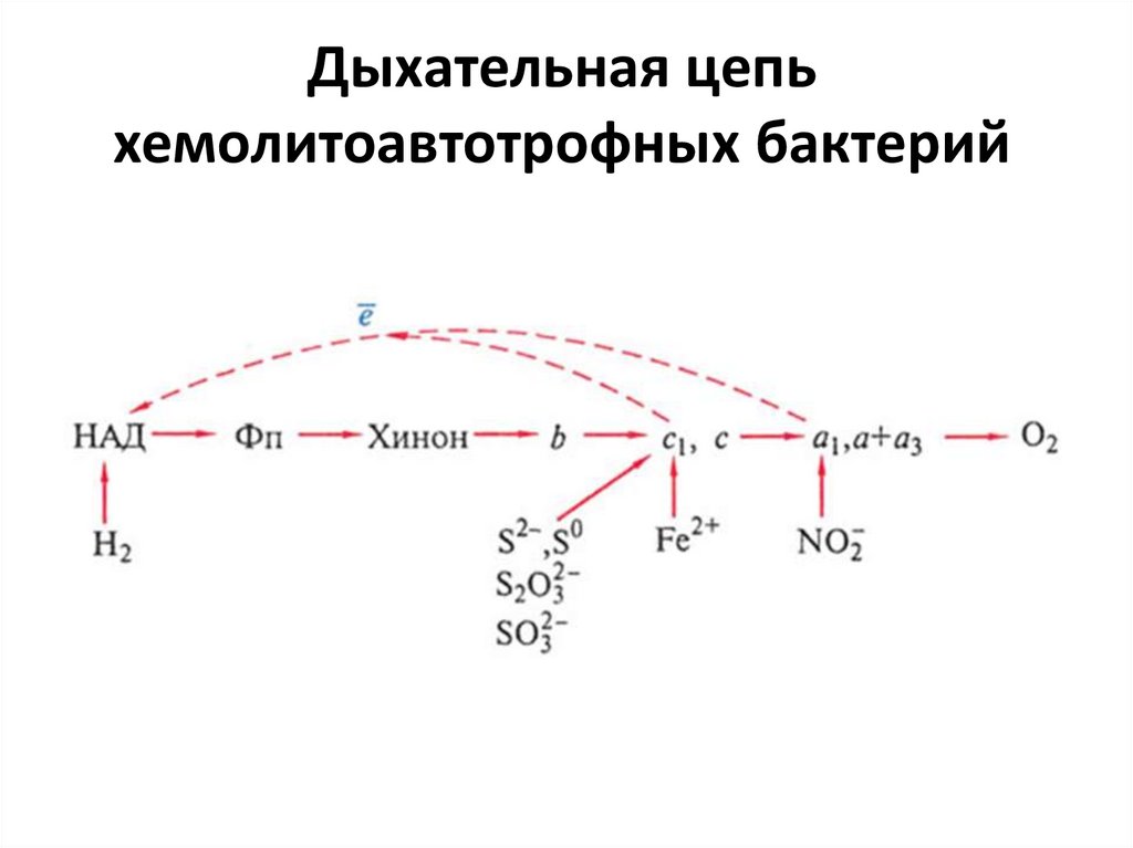 Процесс аэробного дыхания отображает схема