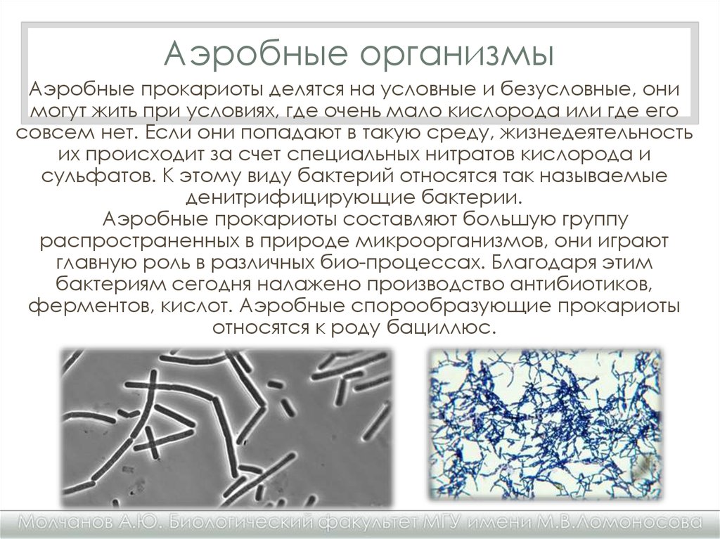 Три организма относящимся к бактериям. Аэробные и анаэробные бактерии. Микроорганизмы анаэробы. Аэробы примеры микроорганизмов. Аэробные бактерии.