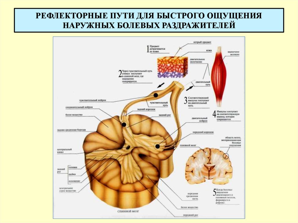 РЕФЛЕКТОРНЫЕ ПУТИ ДЛЯ БЫСТРОГО ОЩУЩЕНИЯ НАРУЖНЫХ БОЛЕВЫХ РАЗДРАЖИТЕЛЕЙ
